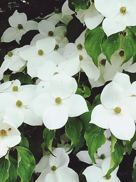 Foto close-up van witte bloemen die buiten bloeien