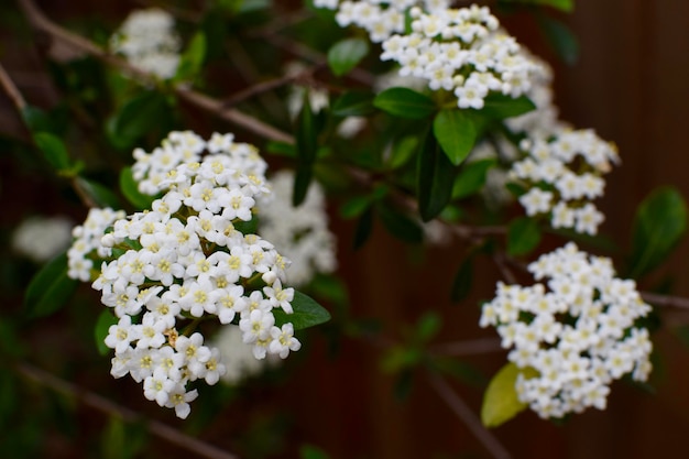 Close-up van witte bloemen die buiten bloeien