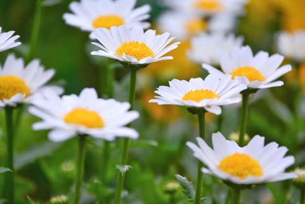 Close-up van witte bloemen die buiten bloeien