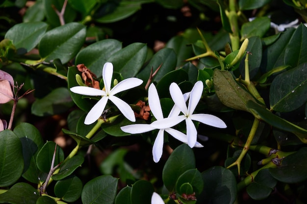 Foto close-up van witte bloemen die buiten bloeien