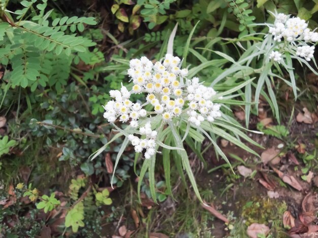 Foto close-up van witte bloemen die buiten bloeien