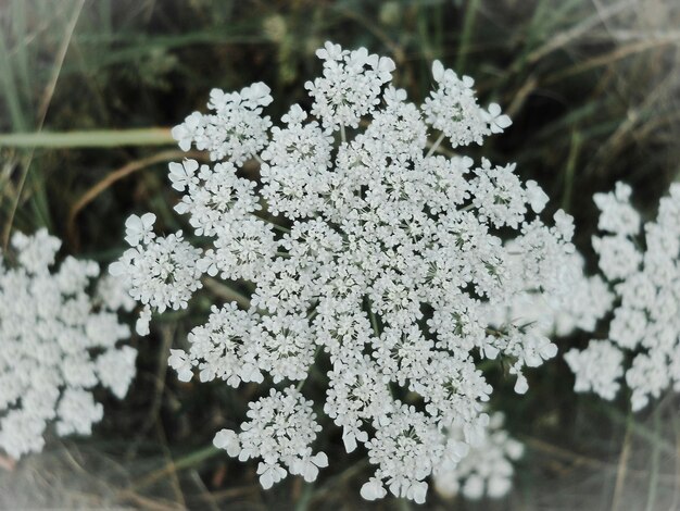 Foto close-up van witte bloemen die buiten bloeien