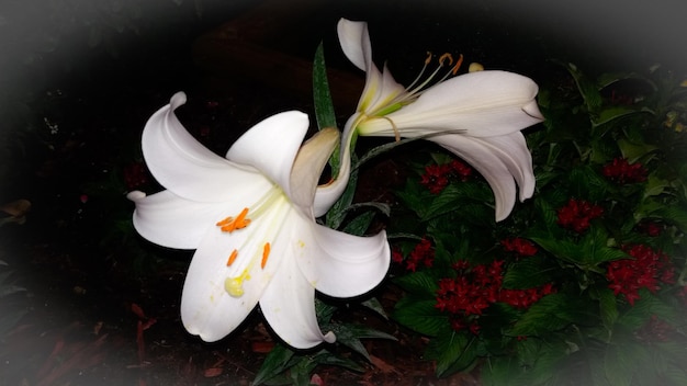 Close-up van witte bloemen die buiten bloeien