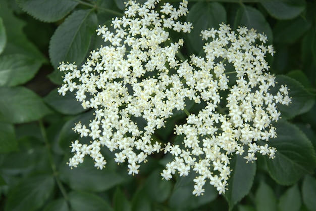 Close-up van witte bloemen die buiten bloeien