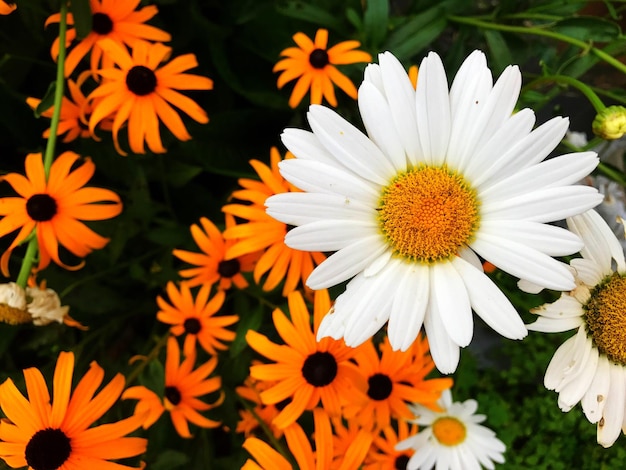 Foto close-up van witte bloemen die buiten bloeien