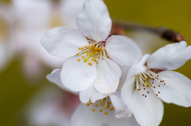 Close-up van witte bloemen die buiten groeien