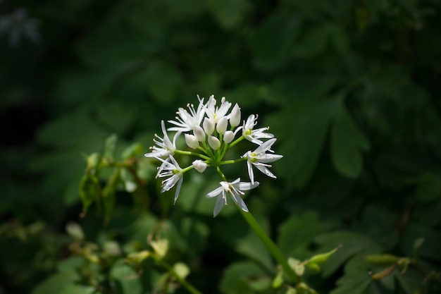 Close-up van witte bloemen die buiten groeien