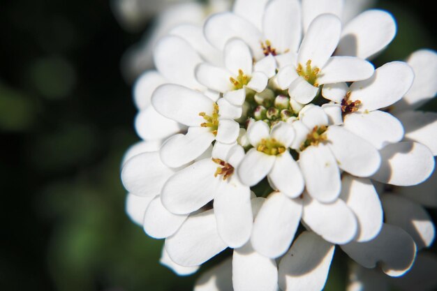 Foto close-up van witte bloemen die buiten groeien