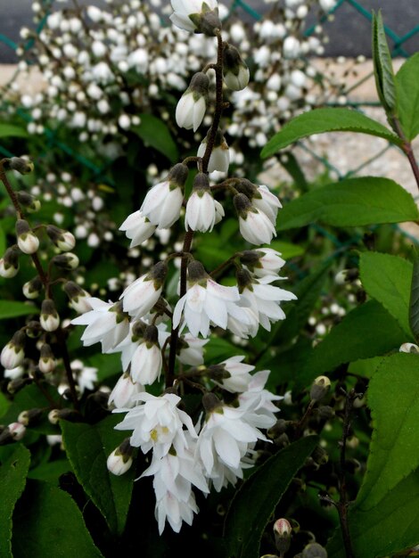 Foto close-up van witte bloemen die in de tuin bloeien