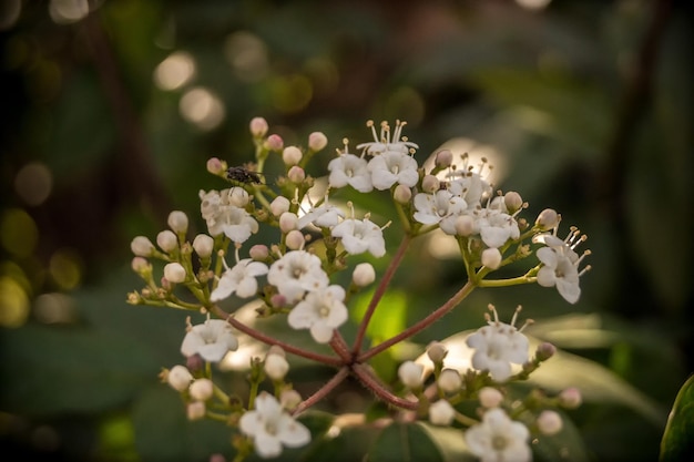 Foto close-up van witte bloemen die op een boom bloeien