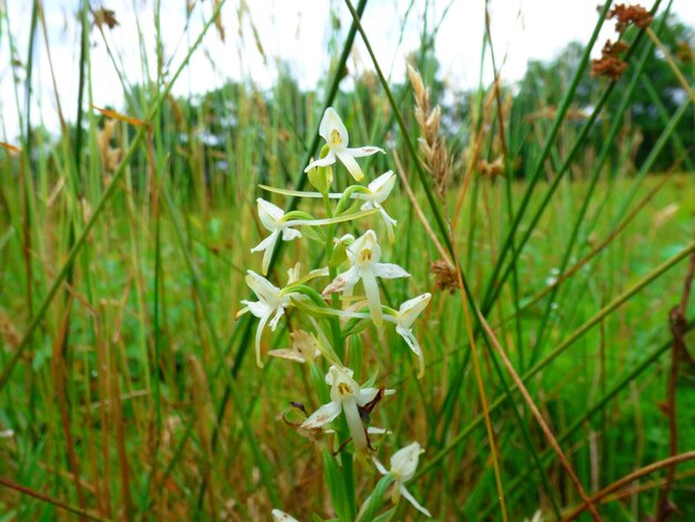 Foto close-up van witte bloemen die op het veld groeien