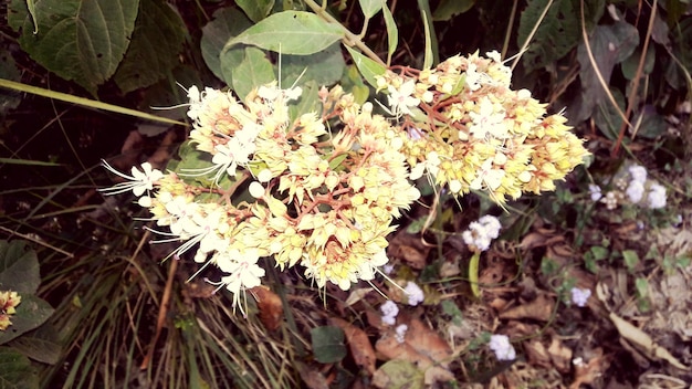 Foto close-up van witte bloemen die op het veld groeien