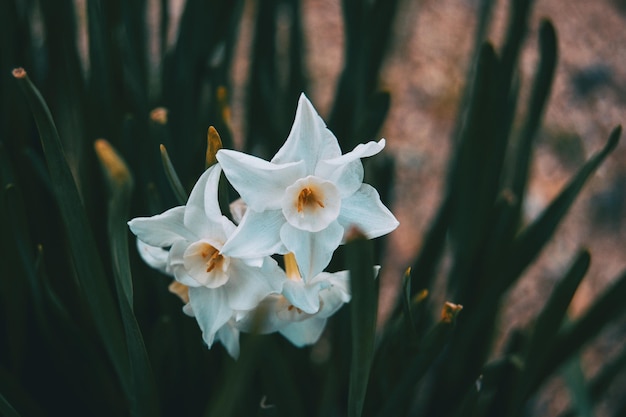 Close-up van witte bloemen die op het veld groeien