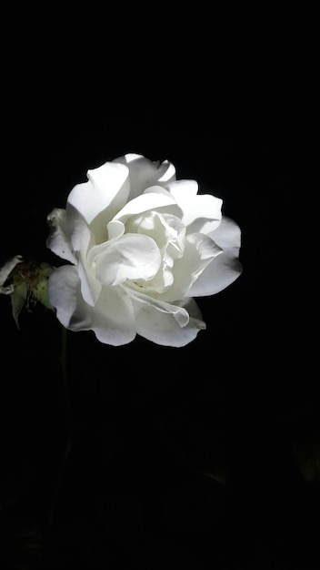 Close-up van witte bloemen op een zwarte achtergrond