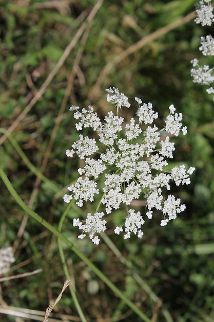 Foto close-up van witte bloemen op het veld