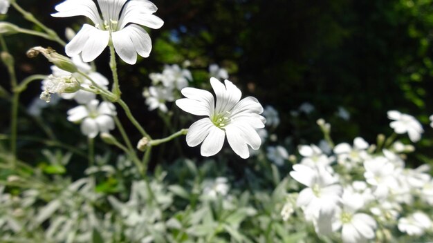 Foto close-up van witte bloemen