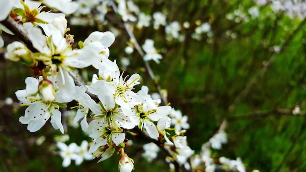 Close-up van witte bloemen