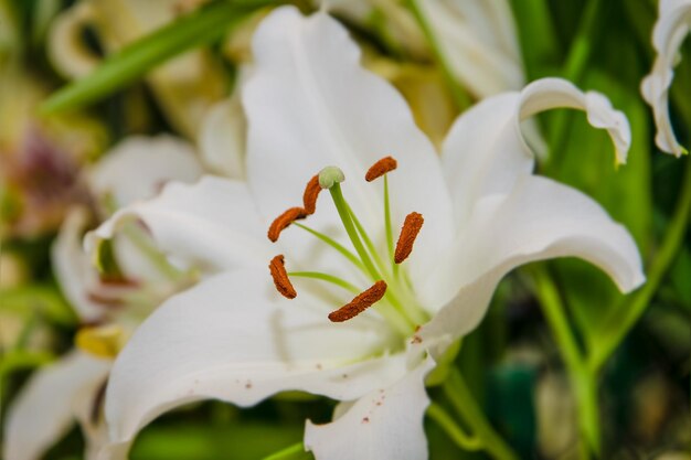 Foto close-up van witte bloemen