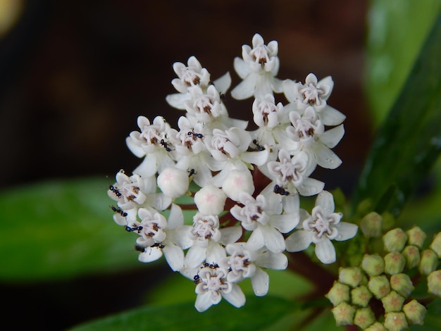 Foto close-up van witte bloemen