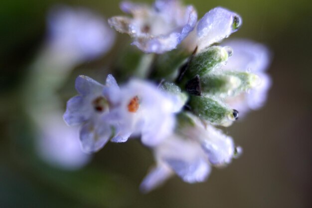 Foto close-up van witte bloemen