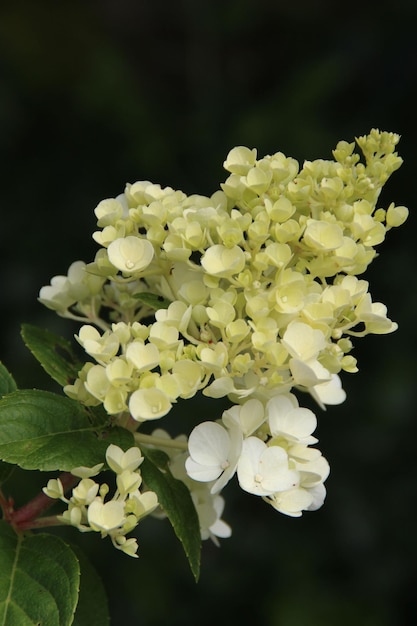 Foto close-up van witte bloemen