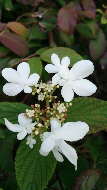 Foto close-up van witte bloemen