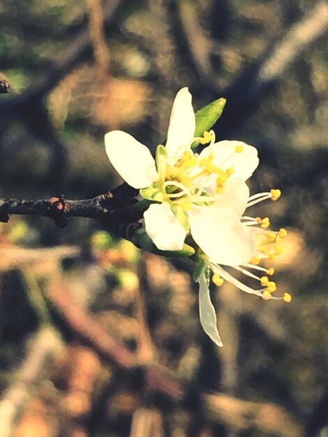 Foto close-up van witte bloemen