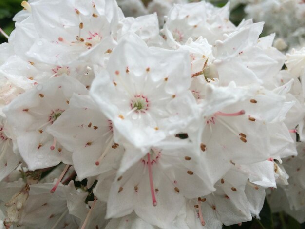 Close-up van witte bloemen