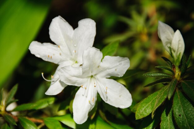 Close-up van witte bloemen