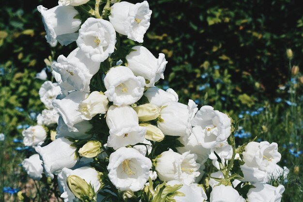 Close-up van witte bloemen