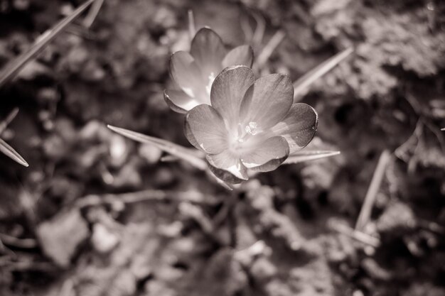 Foto close-up van witte bloemen