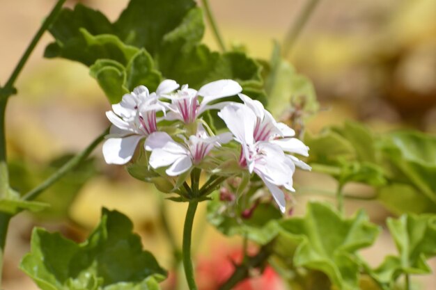 Close-up van witte bloemen