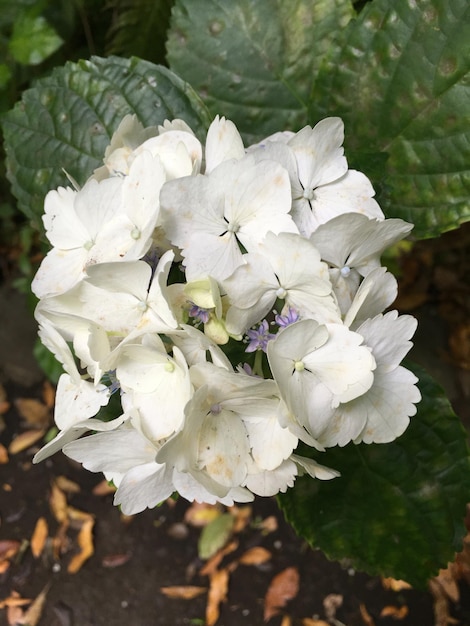 Foto close-up van witte bloemen