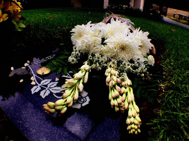 Foto close-up van witte bloemen