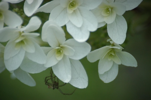 Foto close-up van witte bloemen