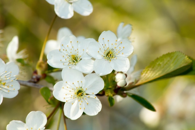 Close-up van witte bloemen