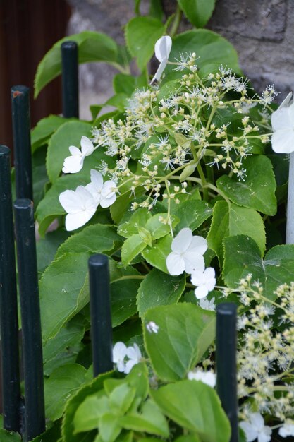 Foto close-up van witte bloemen