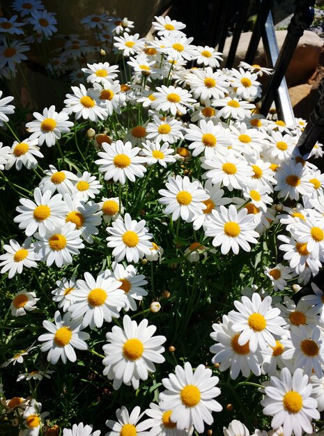 Foto close-up van witte bloemen