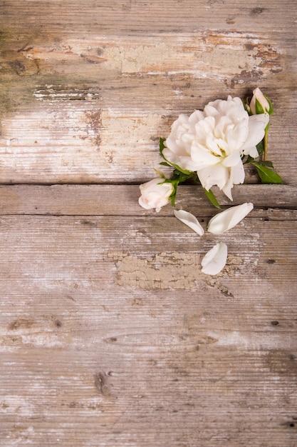 Foto close-up van witte bloemen