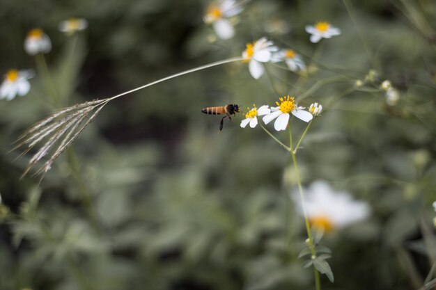 Foto close-up van witte bloemen