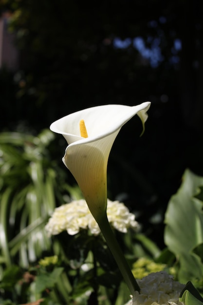 Foto close-up van witte bloemen