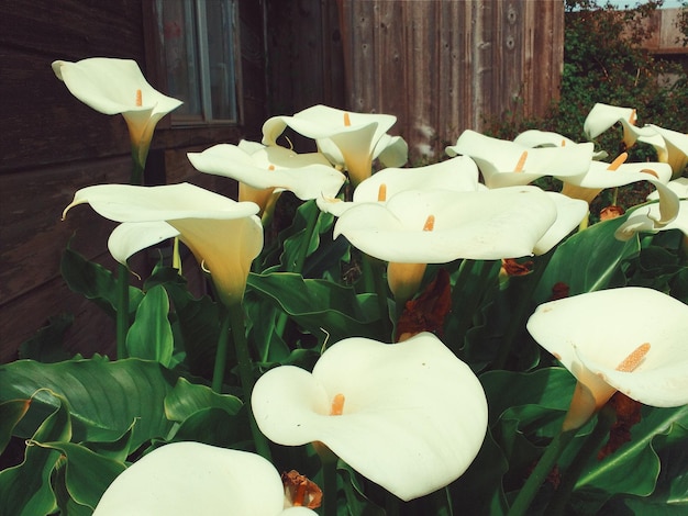 Foto close-up van witte bloemen