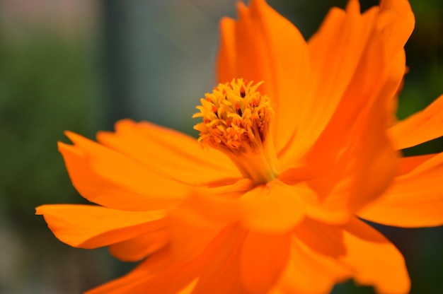 Foto close-up van witte bloemen