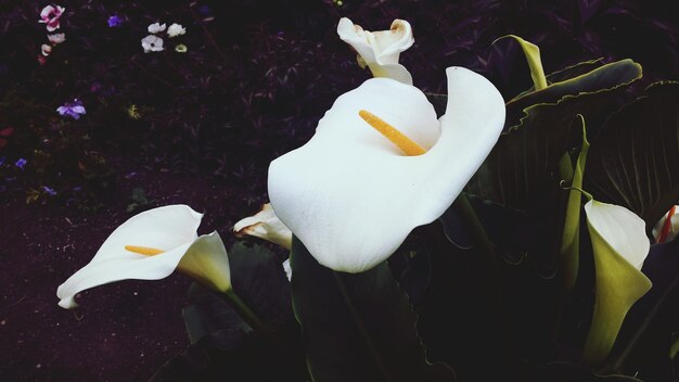 Close-up van witte bloemen