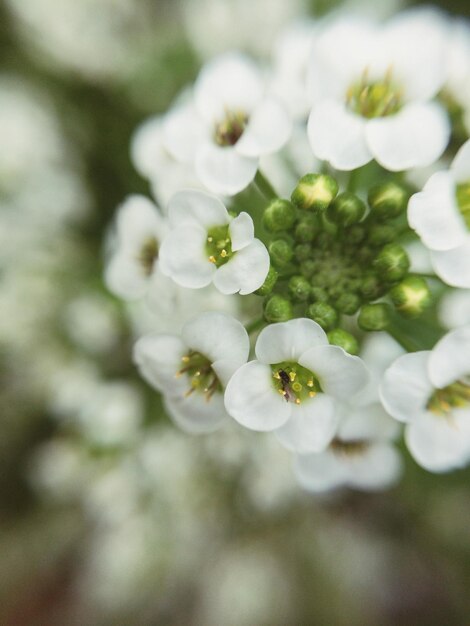 Foto close-up van witte bloemen