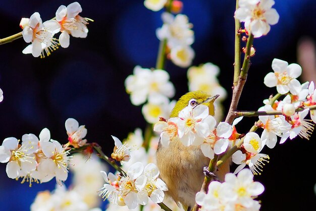 Foto close-up van witte bloemen