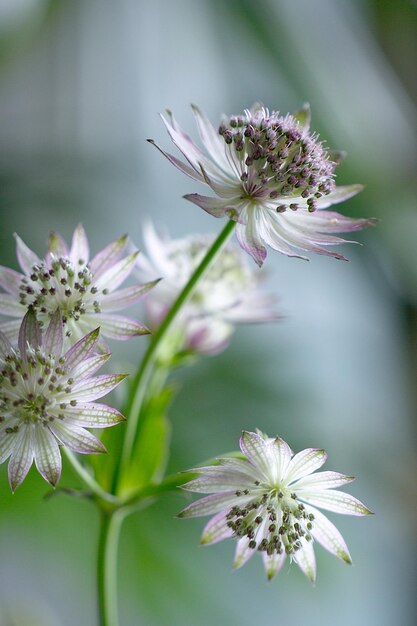 Foto close-up van witte bloemen