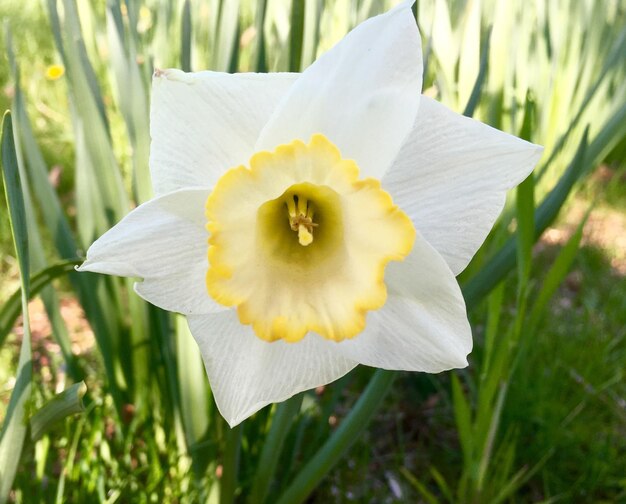 Close-up van witte bloemen