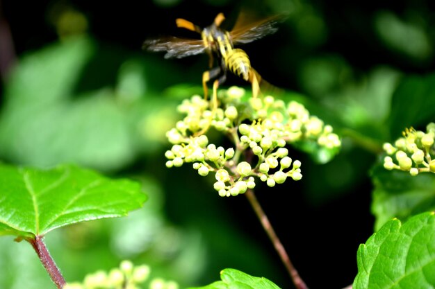 Foto close-up van witte bloemen