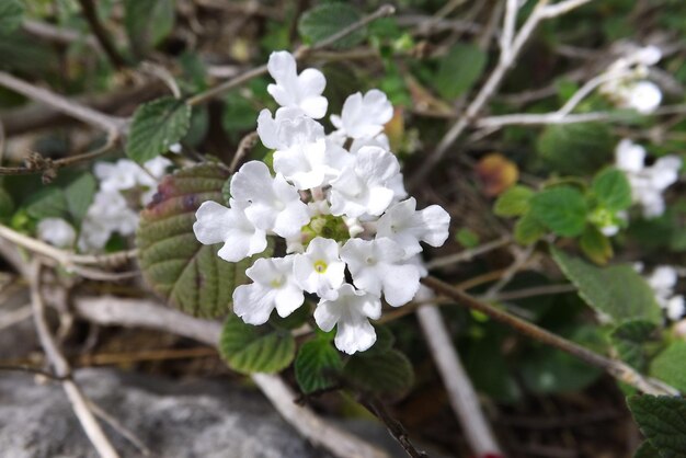 Foto close-up van witte bloemen